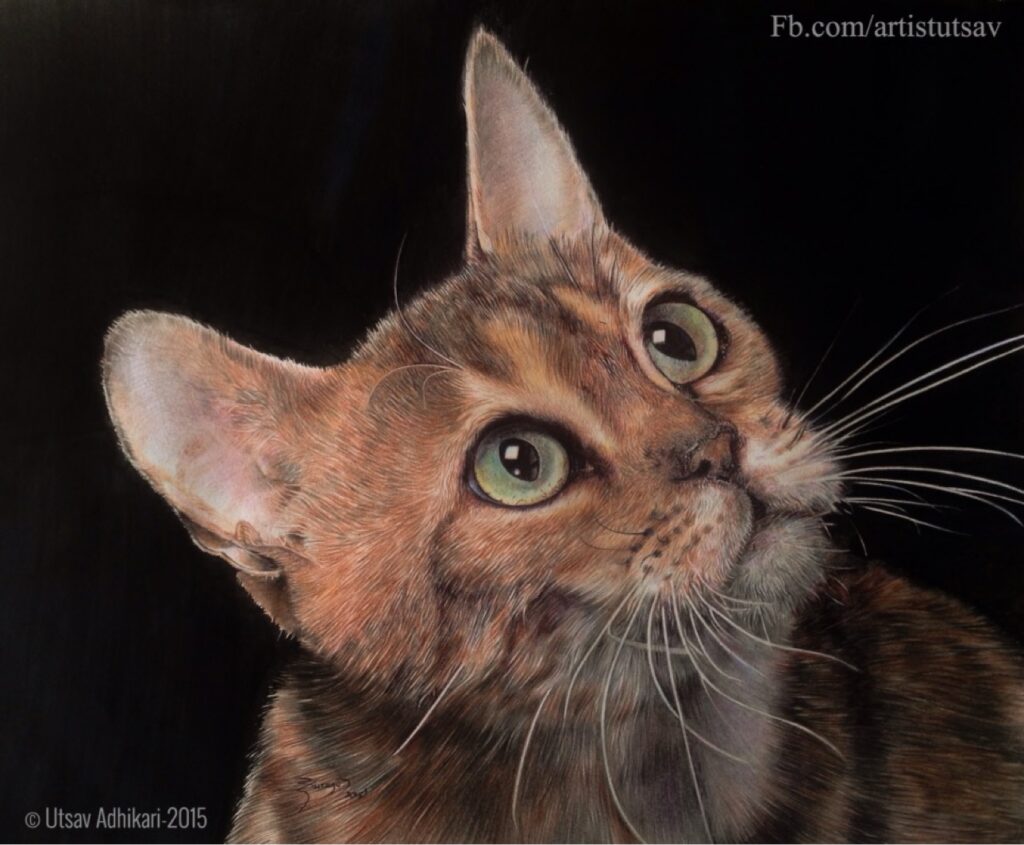 Hyperrealistic colored pencil drawing of a tabby cat with green eyes on black background, by Utsav Adhikari, 2015